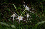 Spring spiderlily